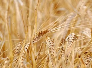 Opinion: Unlocking the power of barley protein