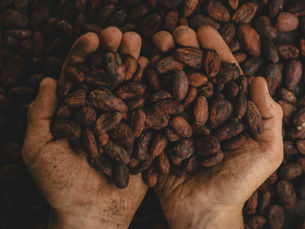 Cocoa beans