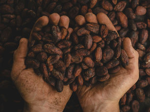 Cocoa beans