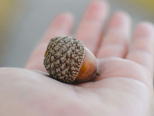 Acorn flour producer receives Fedima's first sustainability grant