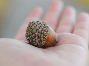 Acorn flour producer receives Fedima's first sustainability grant