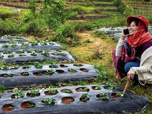 Shaping the future of food systems: thousands commit to dialogues amidst the COVID-19 pandemic